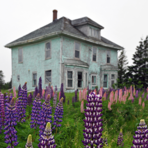 Lupins and house, PEI