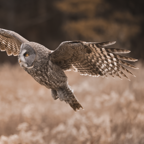 Birdlife of Canada