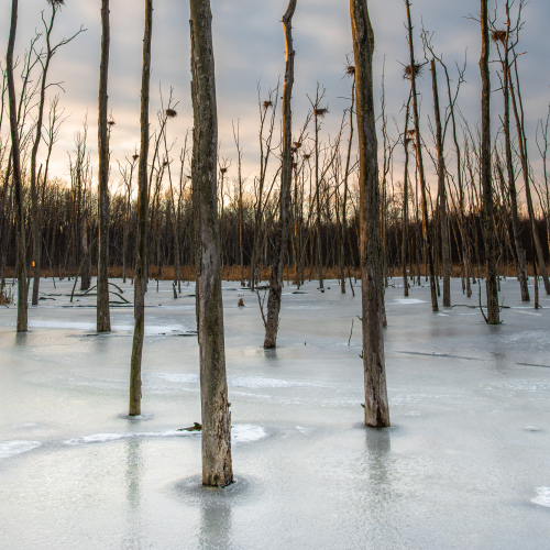 Frozen swamp with birds nests in the trees on a cold winter morning