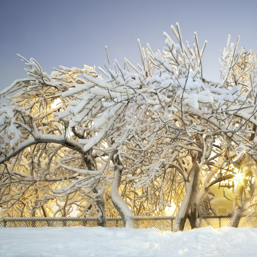 Frozen Tree At Parc Des Chutes