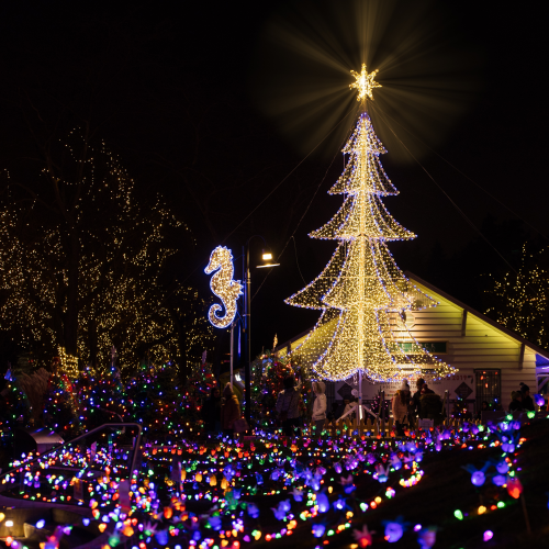 Oh Christmas Tree