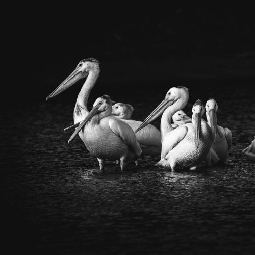 Resting Pelicans 