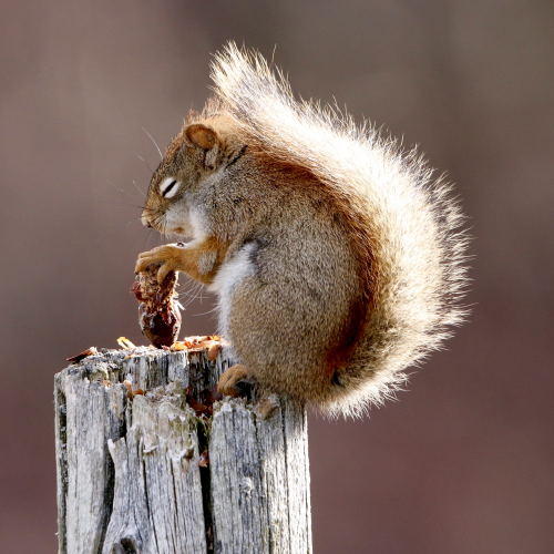 Red Squirrel 