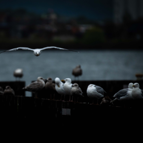 In Flight