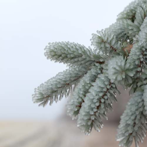 Just a Tree