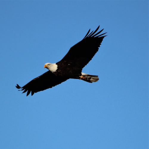 Soaring the sky
