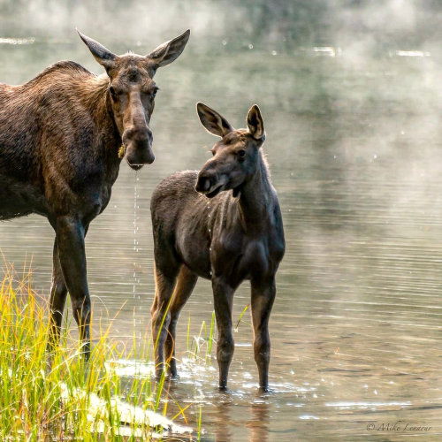 Motherly Protection