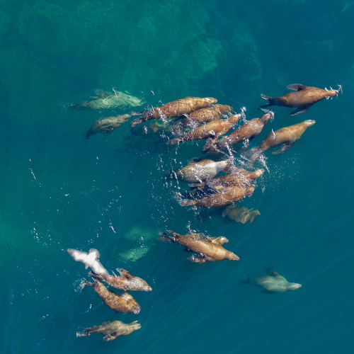 Stellar sea lions