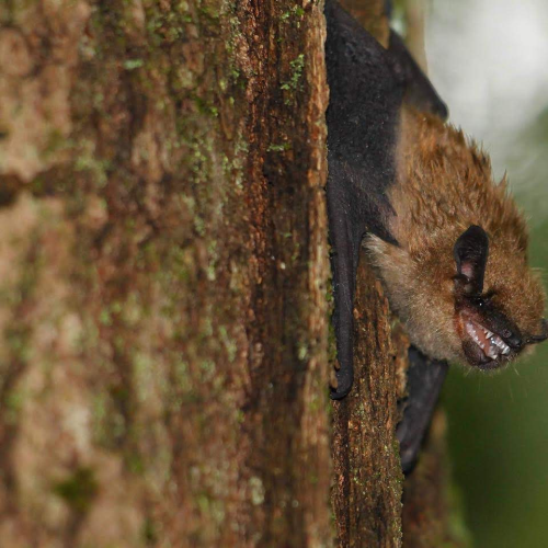 Smiling Brown Bat.