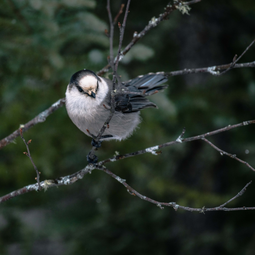 Canada's Bird