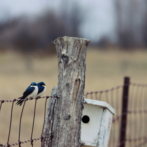 Two Tree Swallows