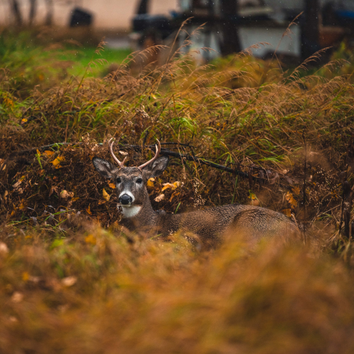 City Deer