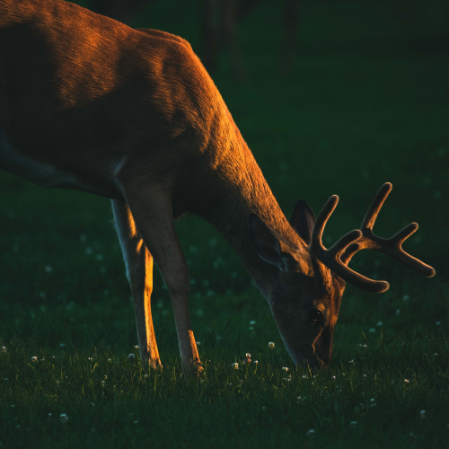 Evening Snack 