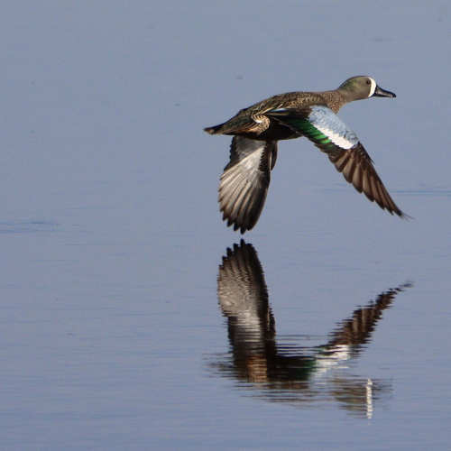 Blue-winged Teal Flyby!