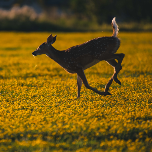Evening Trot 
