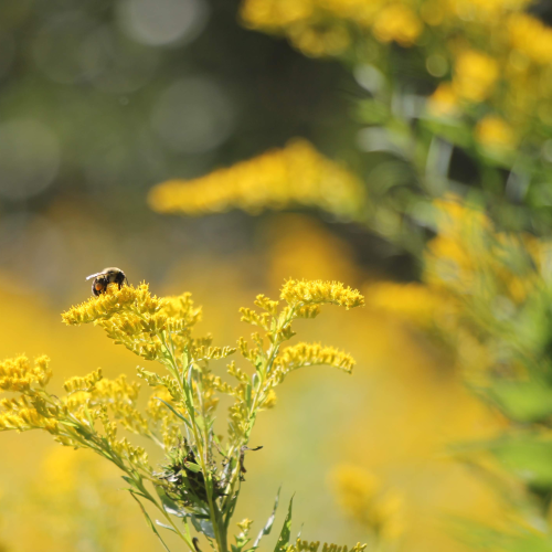Beautiful Bumblebee on Some Goldenrod. 