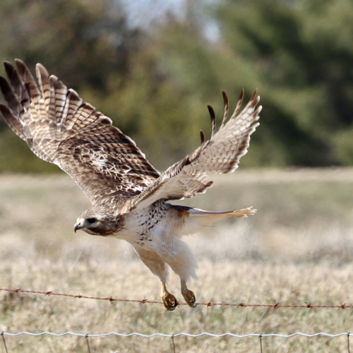 Close Encounter with a Red-tailed Hawk