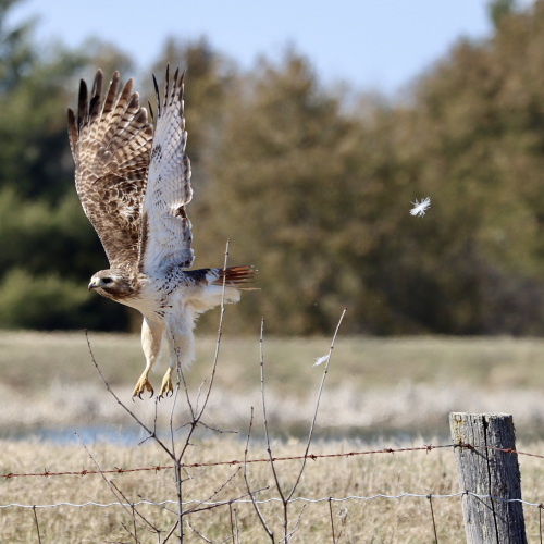 Close Encounter with a Red-tailed Hawk