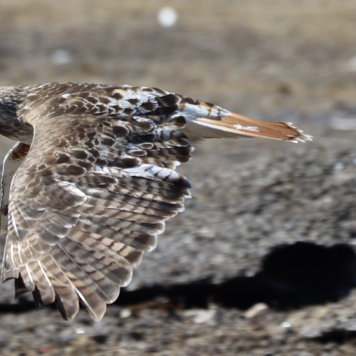 Close Encounter with a Red-tailed Hawk