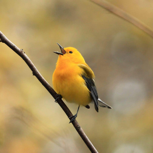 The "it" Bird (Prothonotary Warbler)