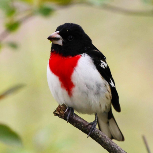 Rose-breasted Grosbeak