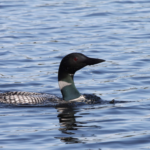 Common Loon