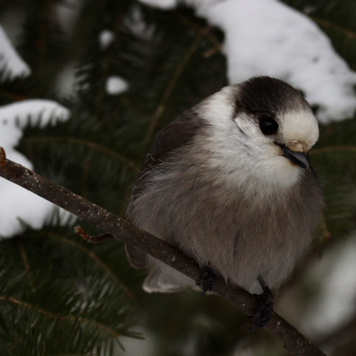 Canada Jay in Algonquin Provincial Park