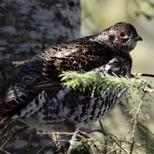 Spruce Grouse in Algonquin Provincial Park