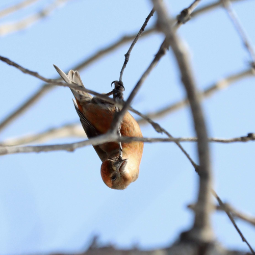 Crossbill Snacks