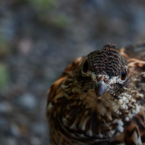 Ruffed Grouse