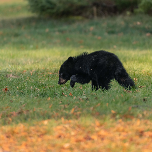 On The Prowl