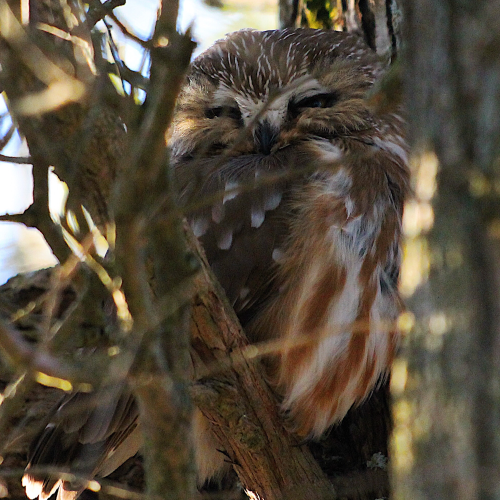Sleepy Northern Saw-whet Owl