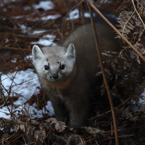 Pine Marten