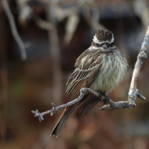 What? A Variegated Flycatcher?