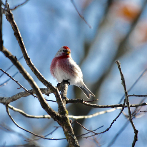 Common Redpoll 