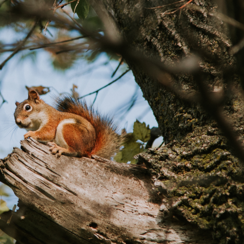 On the lookout