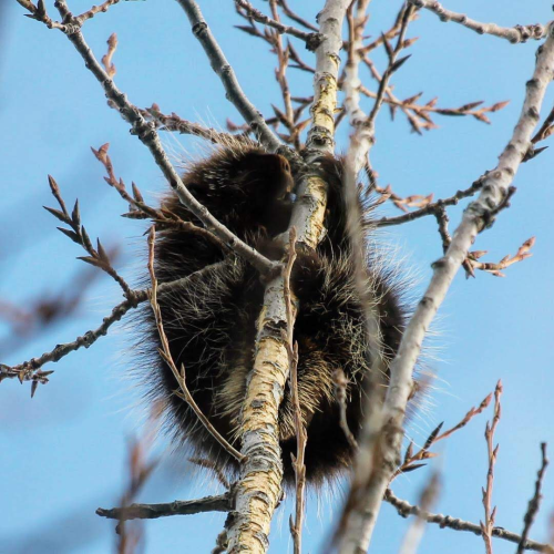Porcupine