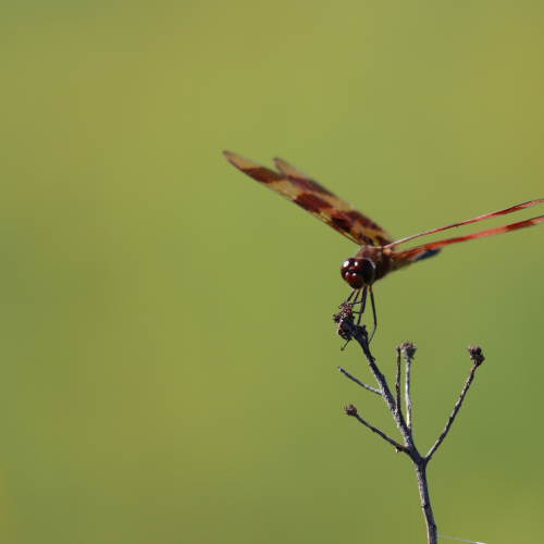Dragonfly Balancing Act