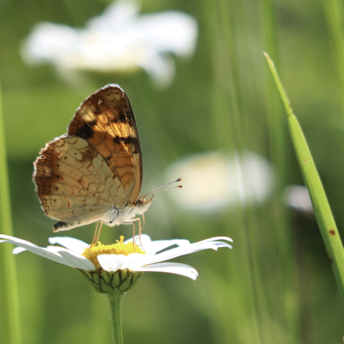 Butterflies and Wildflowers