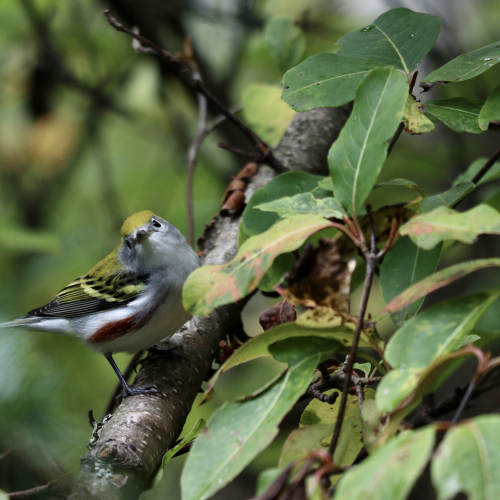 Chestnut-sided Warbler in Algonquin Park
