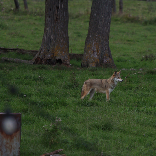 Your Friendly Neighbourhood Coyote