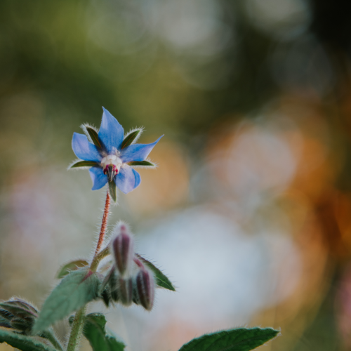 Borage