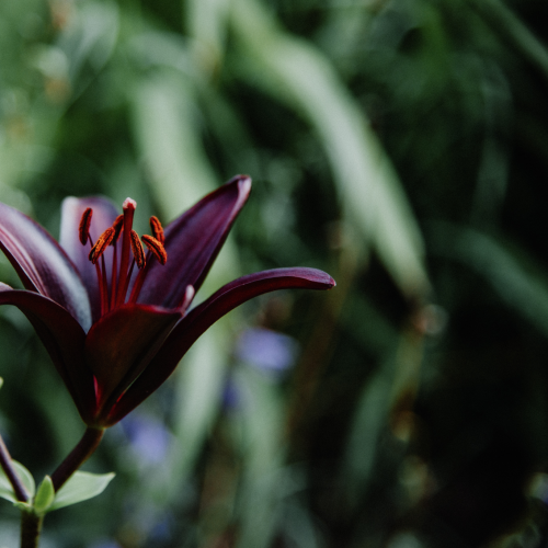 Dark Lily