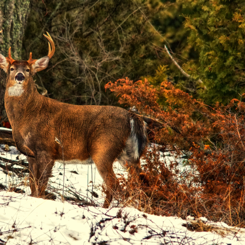 Winter visitors 
