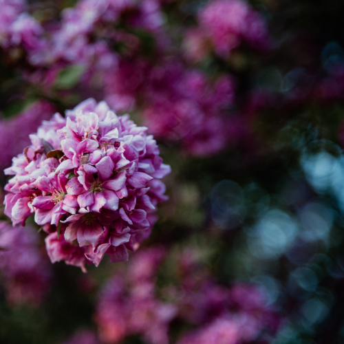 Crabapple Blossom