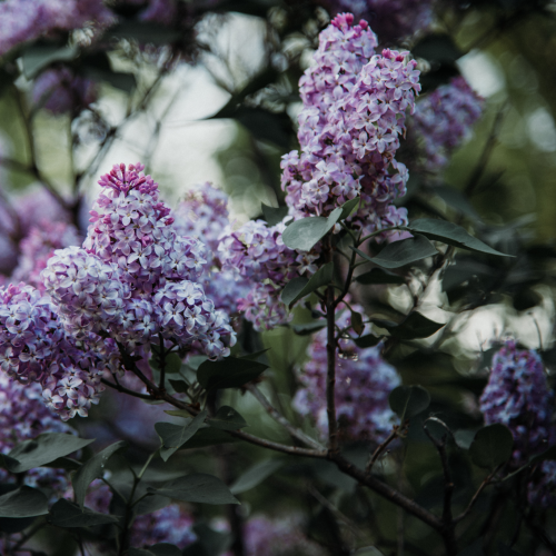 Lilacs