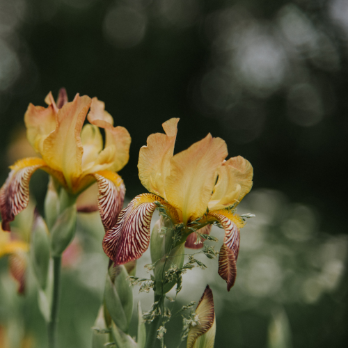 Iris