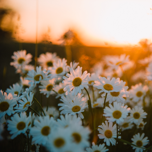 Daisies