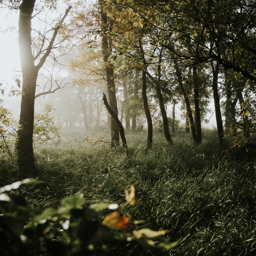 In the mists