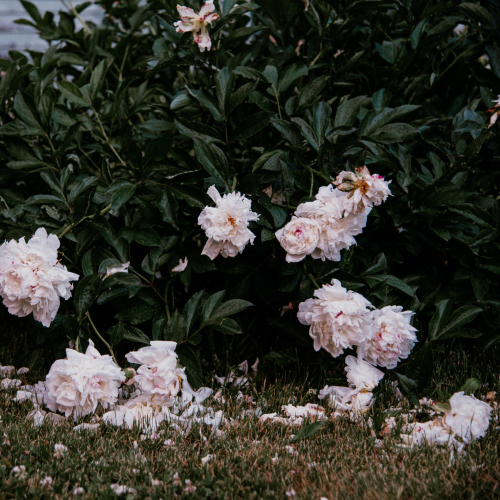 Peonies after the storm